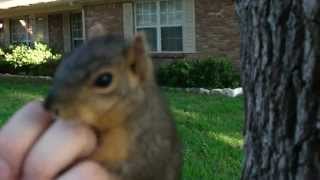 Nibbler squirrel runs across the street