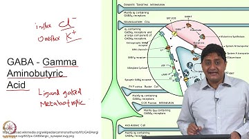 Excitation and Inhibition within Spinal Cord - Part 1