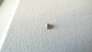 Yellow, black and white ladybug cleaning self! SO CUTE!!!