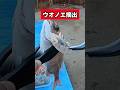 ウオノエって知ってるかい? #エイリアンエイリアン