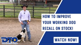 How To Improve Your Working Dog Recall On Stock!