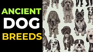 Most Ancient Dog Breeds on Earth  -15 Oldest Dog Breeds by Cute Emergency 155 views 1 year ago 6 minutes, 57 seconds