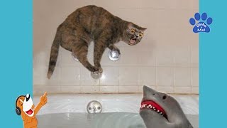 Funny Animals Binho and Mel screenshot 2