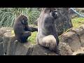 番外編 離れるモンタさんにがっかりのモモカちゃん【番外編】【千葉市動物公園】ゴリラ