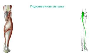 Мышцы голени: топография, строение, функции Мышцы голени: топография, строение, функции