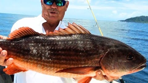 Flying Fish above the Bait Ball: Panama