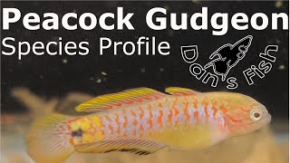 Peacock Gudgeon | Species Profile