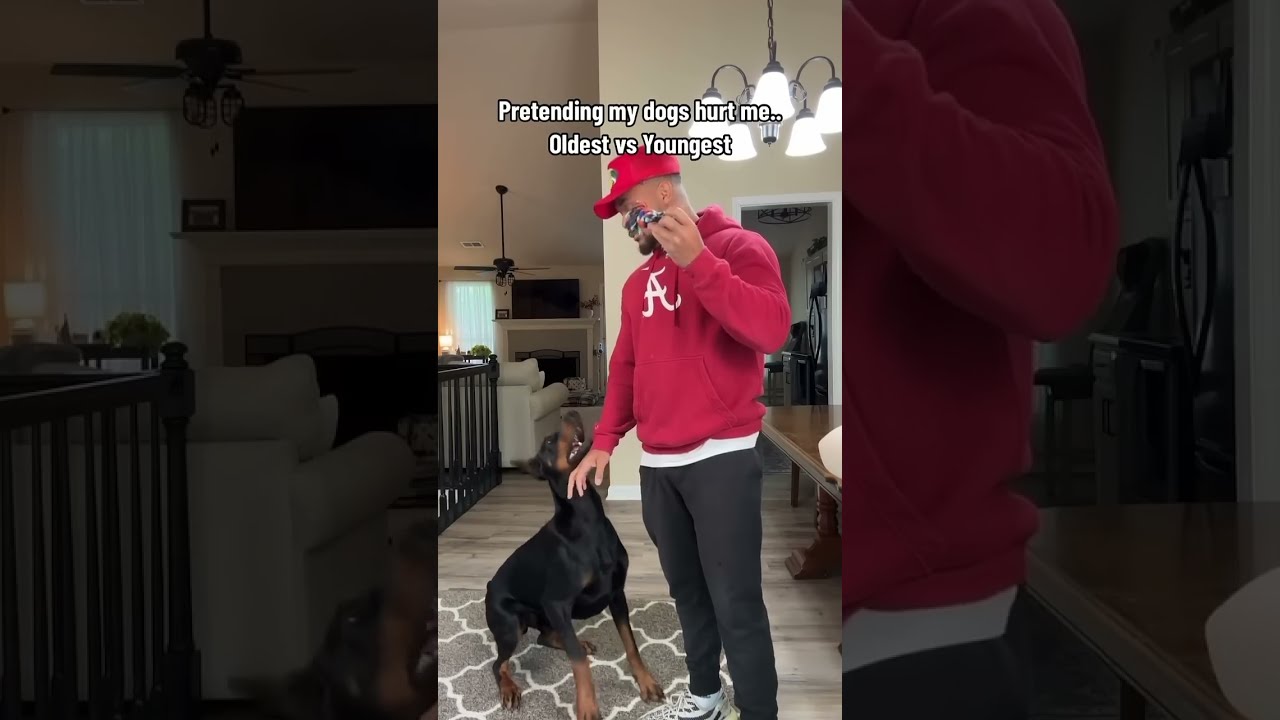 There S No Pretending With That Second One Reels Funny Pets Comedy Shorts Suavexavier