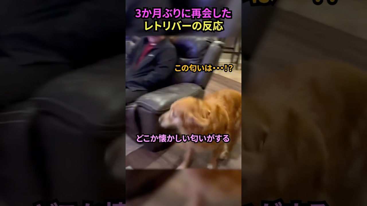 3か月ぶりに再会したレトリバーの反応#犬 #犬動画 #犬のいる暮らし