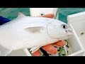 Searching the Beach for Sharks and Pompano | Catch N Cook
