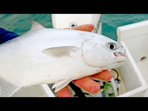 Vidéo: Est-ce que le houndfish est bon à manger ?