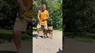 Джина красиво выполняет команды#shorts #питбульджина #дрессировка