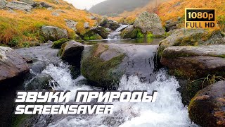 Живая природа - Река | Осень | Звуки природы | Звуки ручья | Шум воды | Релаксация | Заставка для ТВ