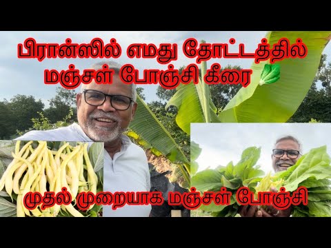 பிரான்ஸில் எமது தோட்டத்தில் முதல் முறையாக போஞ்சி மற்றும் கீரை 🥬 பூமி மாதாவிற்கு நன்றி 🙏❤️🙏🇫🇷