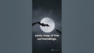Echoes in the Dark  Bat Echolocation #wildlife #knowledgejourney #shorts
