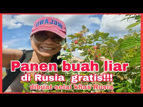 Video: Reproduksi Raspberry Harum