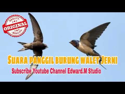 TIPS AGAR BURUNG WALET CEPAT MENGINAP - BEDAKAN SUARA INAP DAN SUARA PANGGIL!