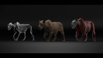 Lion Ziva Muscle Simulation