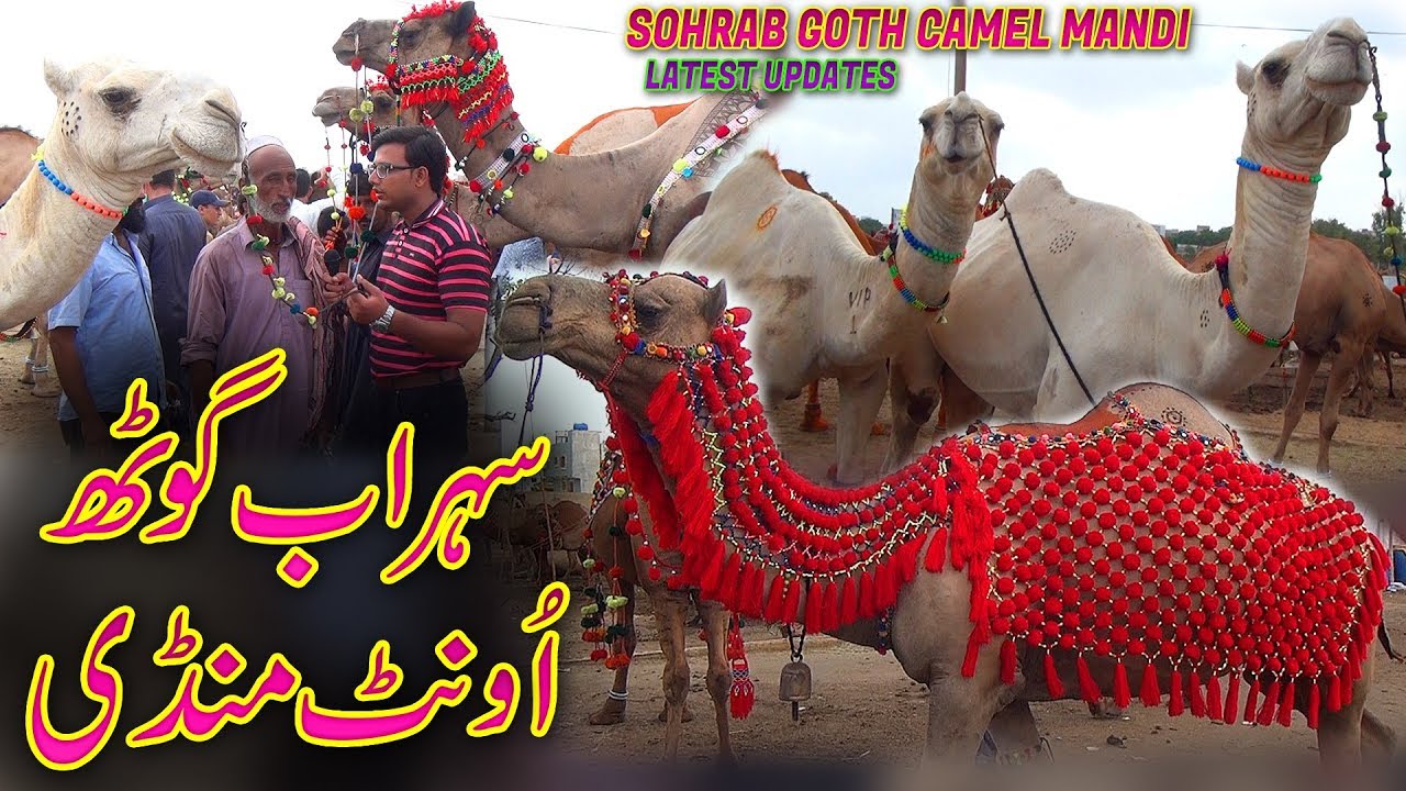 Sohrab Goth Camel Mandi Karachi 2020 White Black brown Camel  Jamshed Asmi Informative Channel