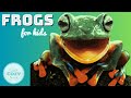 Frog Life Cycle Quiz