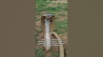 The Egyptian Cobra – Venomous Serpent of the Pharaohs 🐍