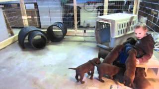 Chocolate Lab Puppies at 5 Weeks Old