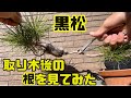 【黒松】2022年にかけた取り木の結果。根はどんな感じ?【針金結束】black pine bonsai