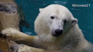 旭山動物園のホッキョクグマたち(サツキ・ピリカ・ルル・イワン)~Polar Bears at Asahiyama Zoo