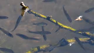 It looks like its will be a good year for fish at the lake