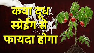 Benifit Of Milkcow Milk Spray On Plantpowdery Mildew Control By Cow Milk