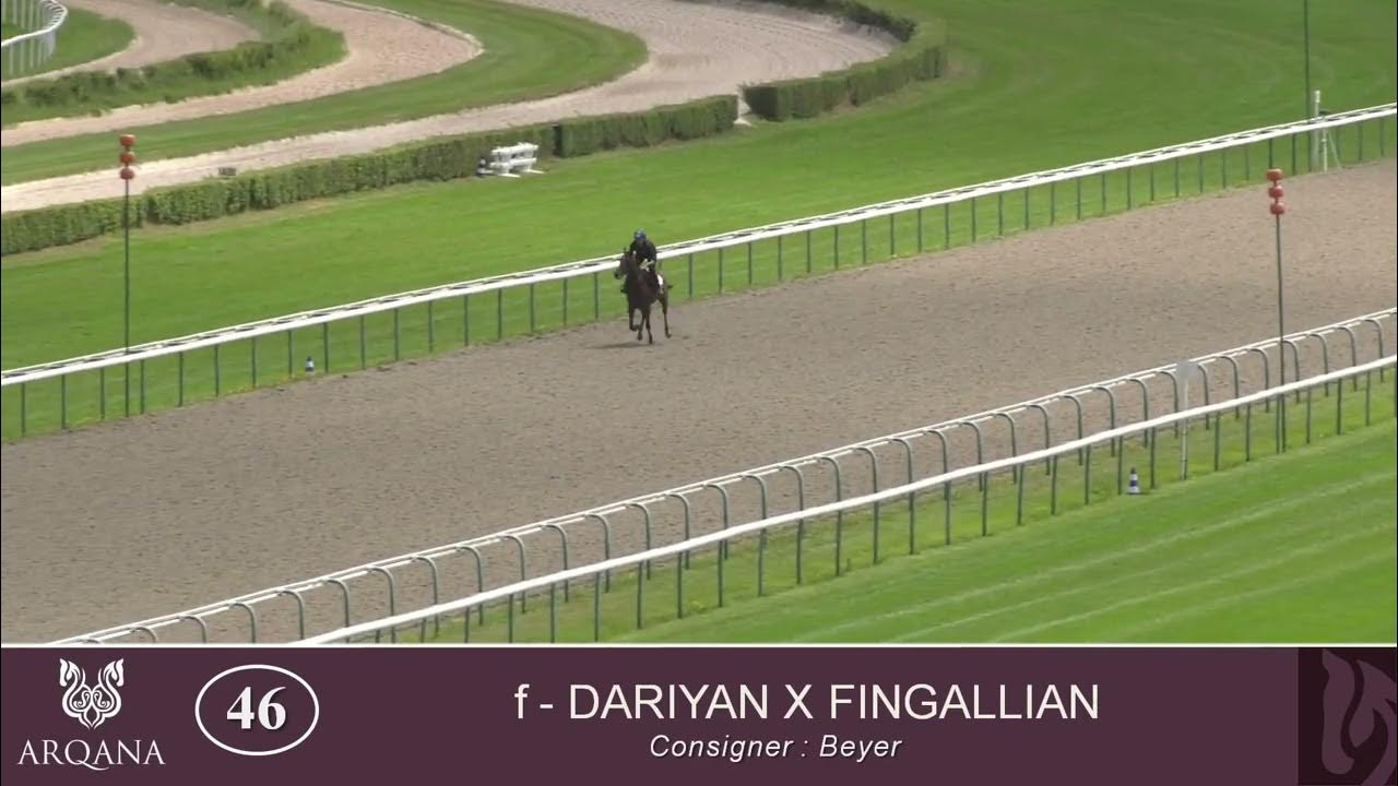 2024 SUMMER SALE Lot 46 f. DARIYAN x FINGALLIAN YouTube