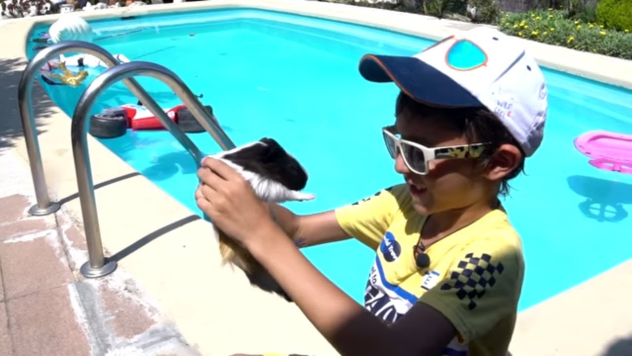 Что Утонет В Бассейне ? А Морская Свинка??? stefanchico tv