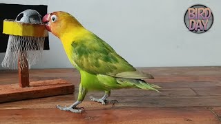 Burung Pintar | Cara Melatih Burung Lovebird Bermain Basket