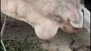 Diagnosis of liver fluke l Treatment of liver fluke l symptoms of cyst l dr umar khan