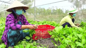 Hướng dẫn sử dụng than sinh học