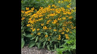 A Beginner's Guide to Growing Rudbeckia from Seed