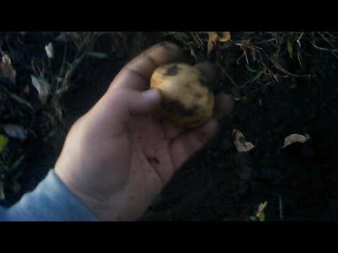 How Dig Potatoes the EASY way. No fork/shovel needed!