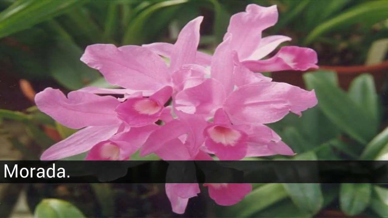 Bunga Nasional Amerika Latin Youtube