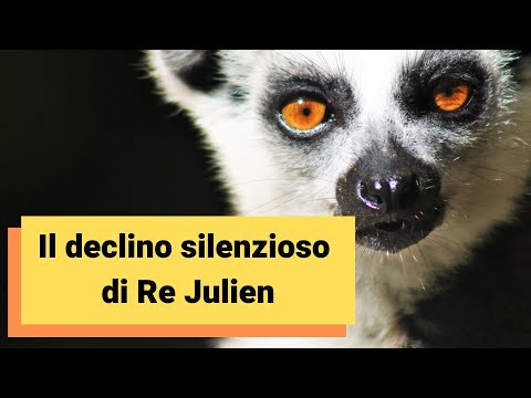 Video: Una Delle Specie Di Lemuri Del Madagascar Ha Trovato L'immunità All'AIDS - Visualizzazione Alternativa
