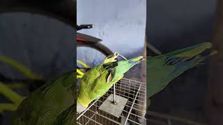Main tota main tota 🦜 #maintota #gaane #balgeet #rhyme #hindibalgeet #banglarhyme #poems