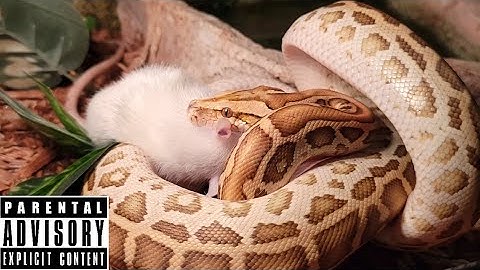 Hypo Burmese Python Live Feeding Documentary