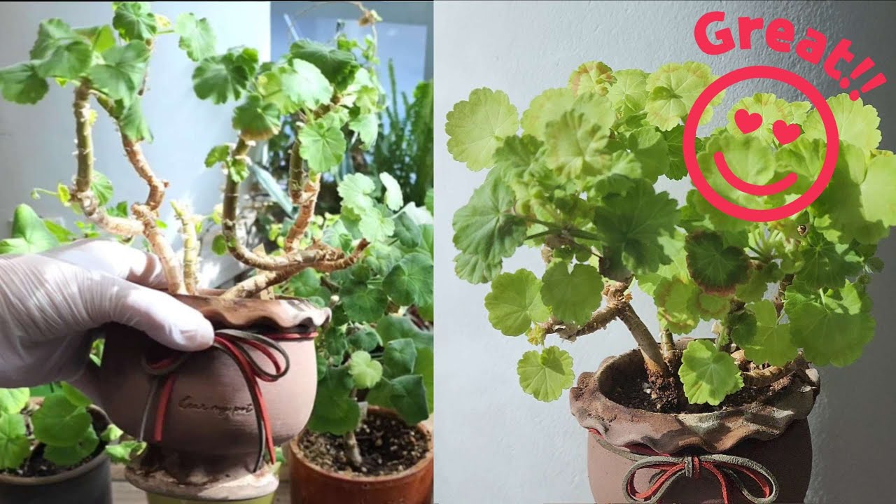 [4K] 보약같은 가을 분갈이 효과 비교 체험 before & after, 가을 분갈이가 필요한 이유 #제라늄 #pelargonium