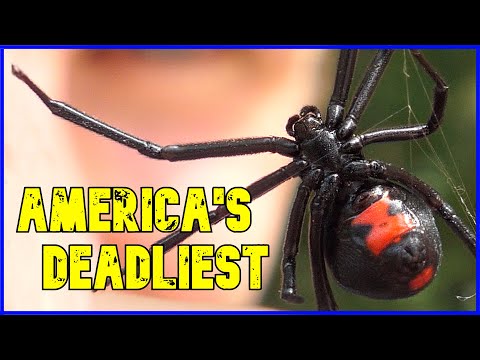 I Held ALL of America's Deadliest Spiders... Here's What Happened.