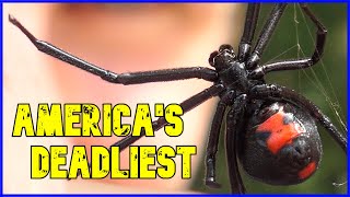 I Held ALL of Americas Deadliest Spiders... Heres What Happened.