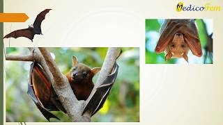 Nipah virus Highlights and Important information
