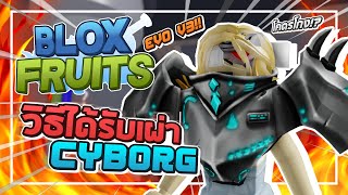 Roblox: Blox Fruits 🤖 วิธีได้เผ่าลับ CYBORG!! เผ่าลับที่โคตรอึดและโคตรแรง!! พร้อมสอน EVO ขั้น 3!?