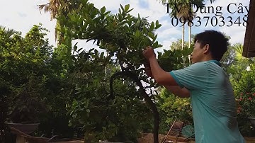 Bí quyết làm cho hoa mẫu đơn, bông trang nở đúng dịp tết-TV Dũng Cây