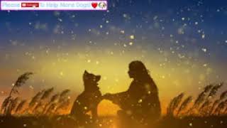 12 HOURS of Deep Relaxing Music for Dogs + Soothing Visuals!