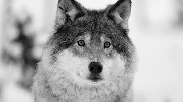 Evatic becomes Asolvi