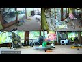 Kitten Academy Live Stream